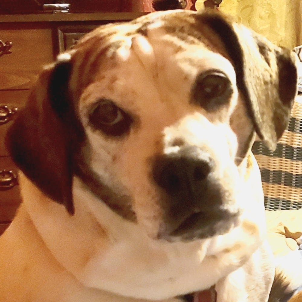 Meet your Posher, Maxi.